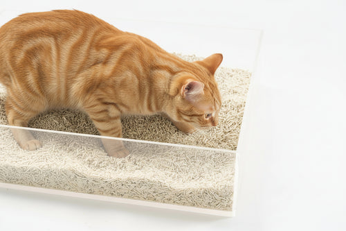Cat on a cat shelf with a white background